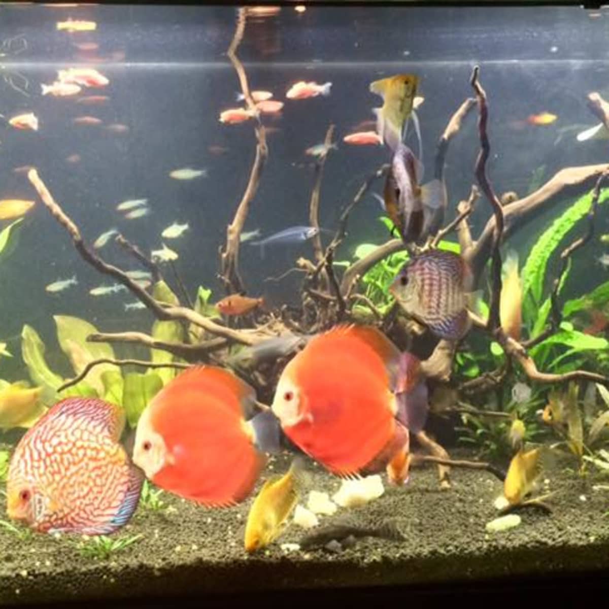 Tropical fish tanks for beginners 2025