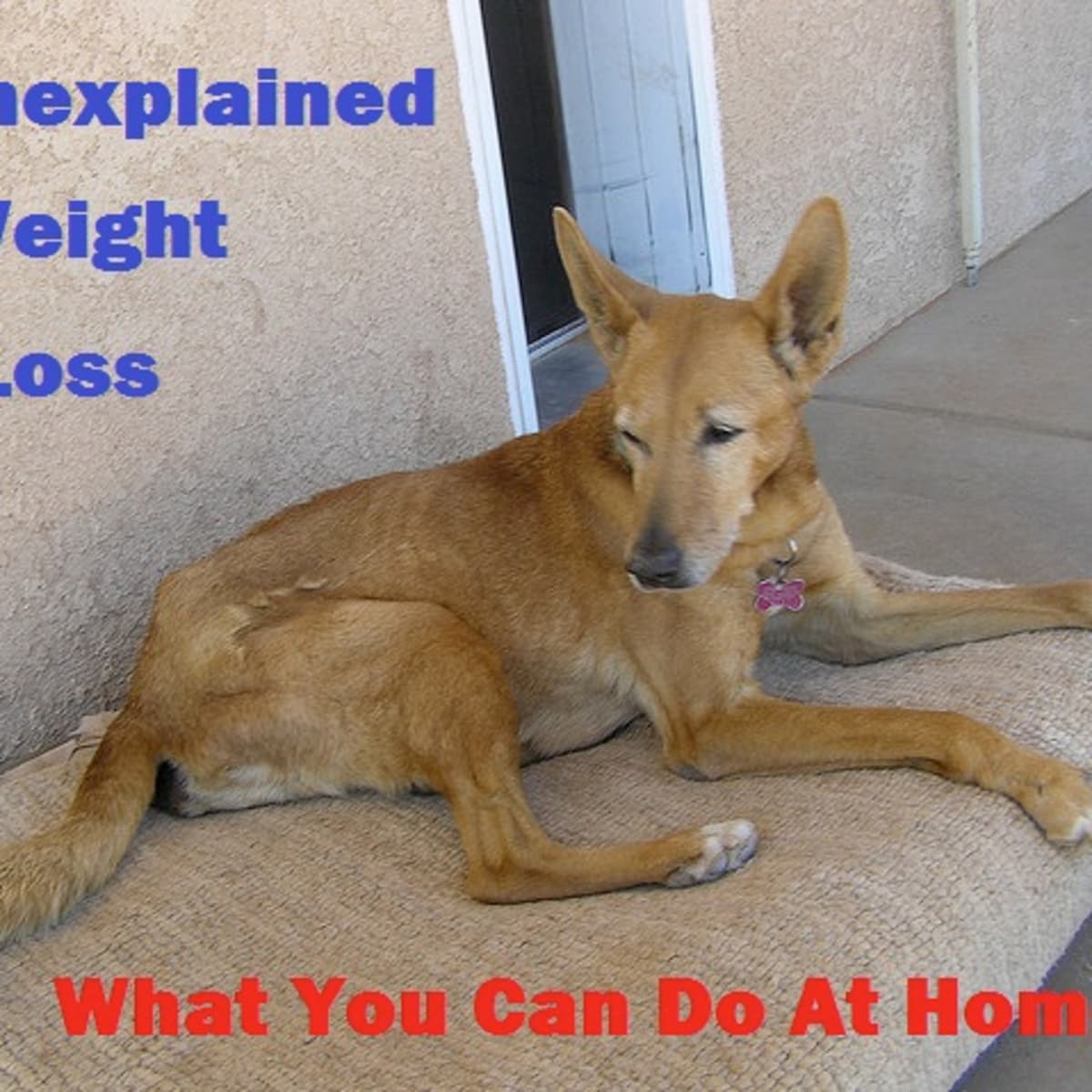 Old dog needs to gain weight top