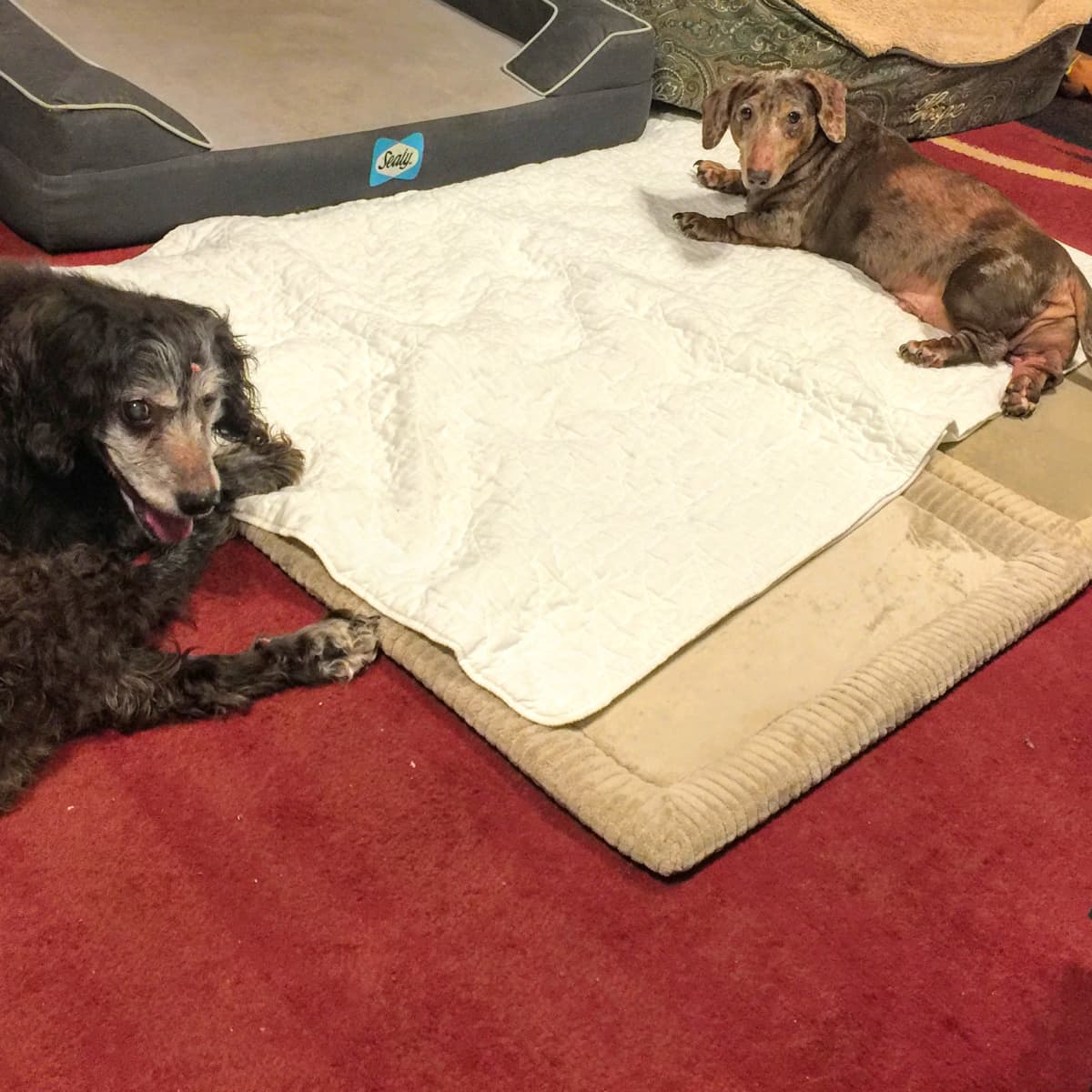 6 Must Have Products if Your Dog Won t Stop Peeing on Your Carpet PetHelpful