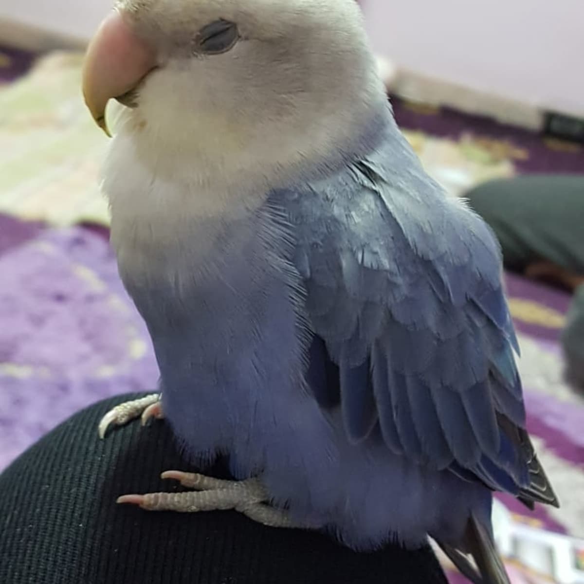 Sick bird treatment top