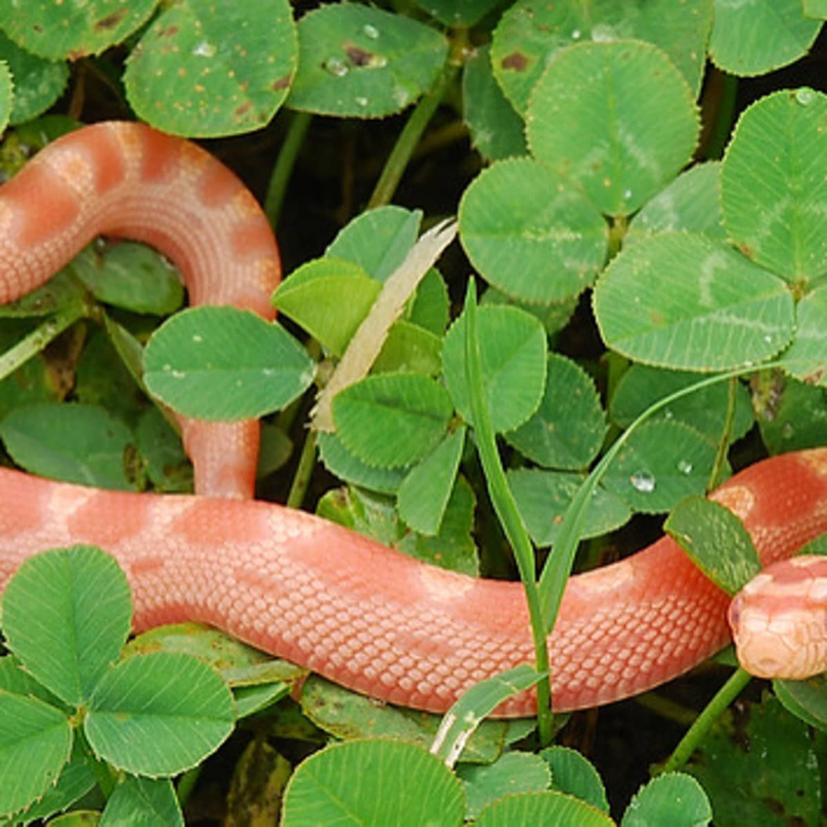 Pet stores that sell corn snakes near me online