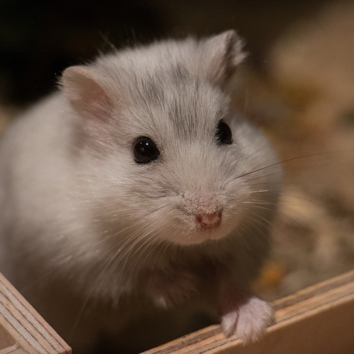 9 Items Your Hamster Needs for a Long and Happy Life PetHelpful
