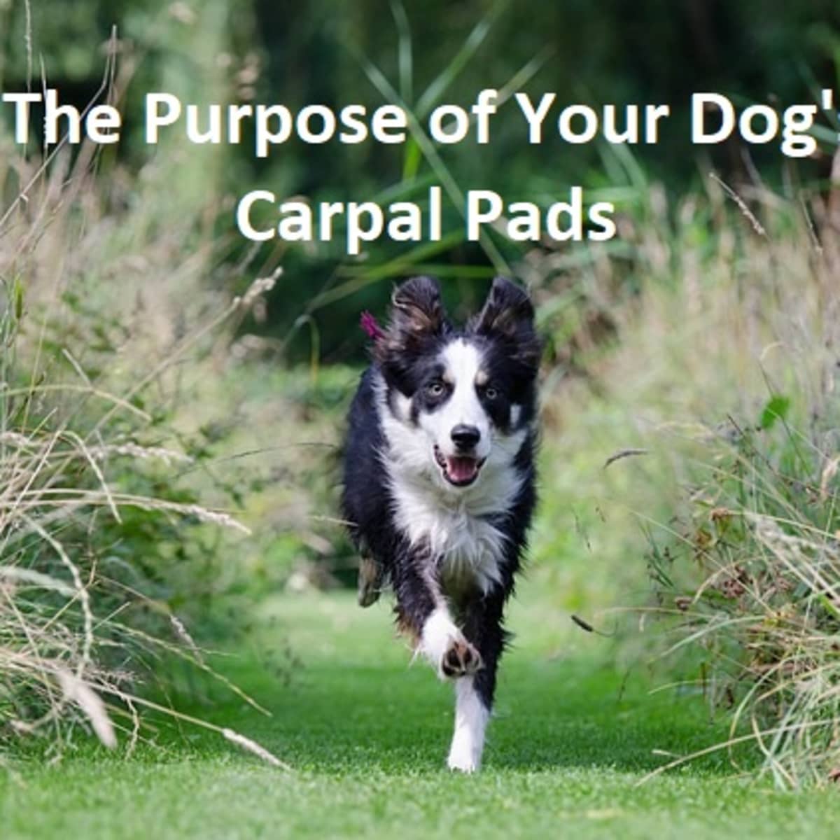 What s the Purpose of Your Dog s Carpal Pads PetHelpful