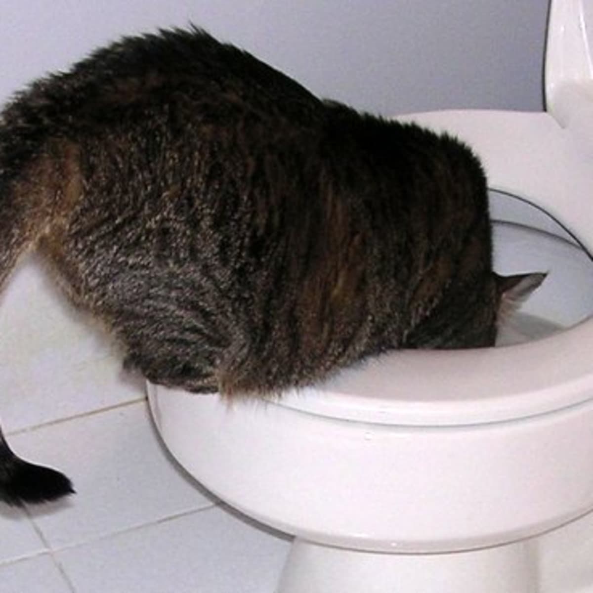 Why Does My Cat Drink Out of the Toilet PetHelpful