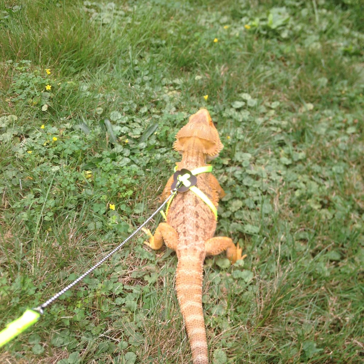 Bearded dragon exercise pen outlet