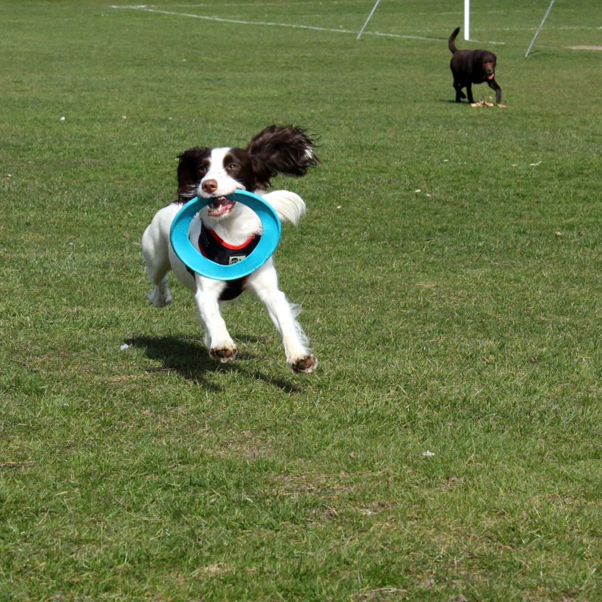 Is Playing Fetch Bad for My Dog PetHelpful