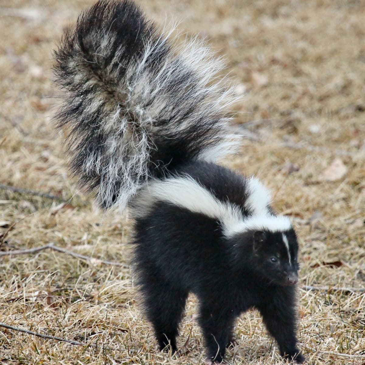 When Skunks Spray and Attack Your Dog PetHelpful