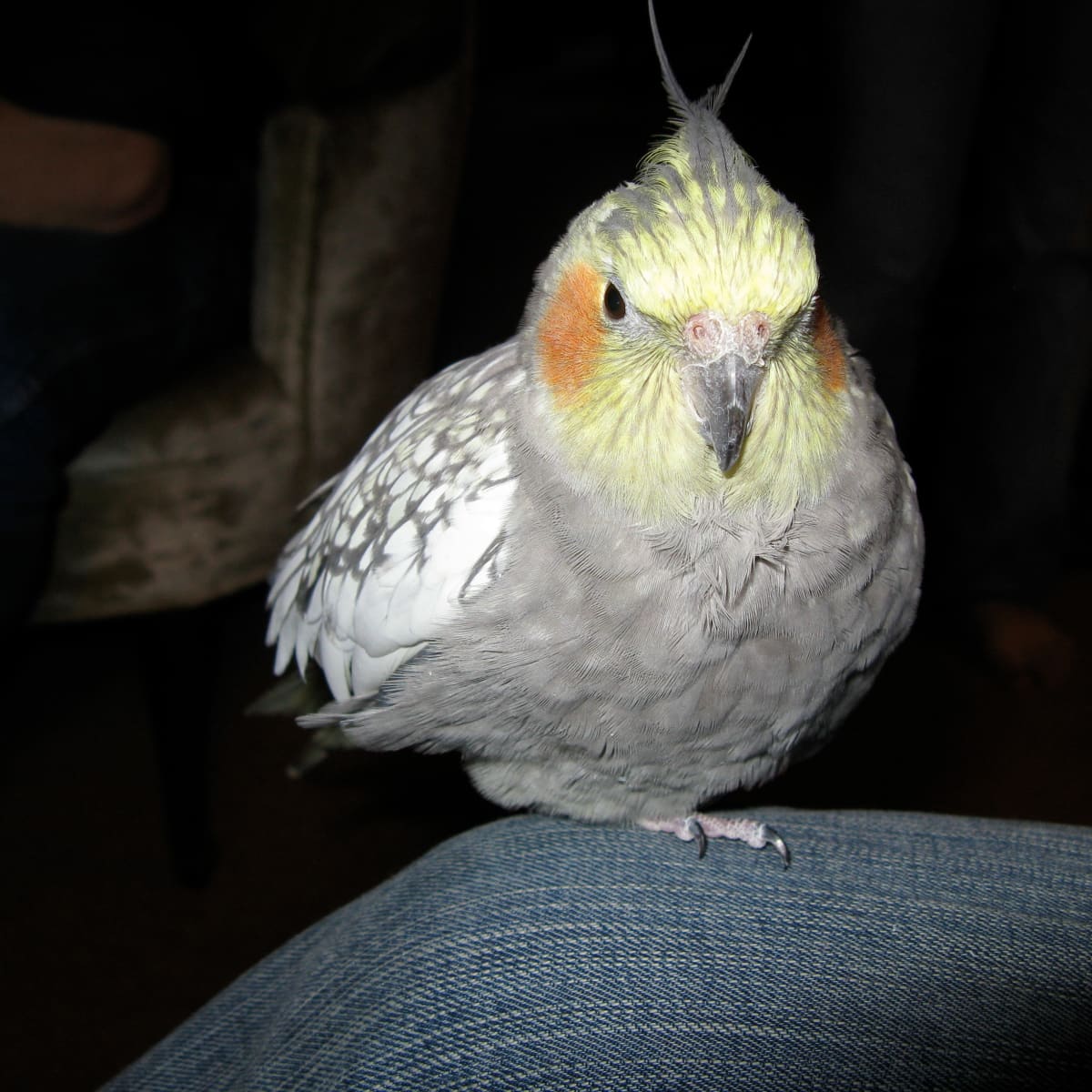Stores that sell cockatiels discount