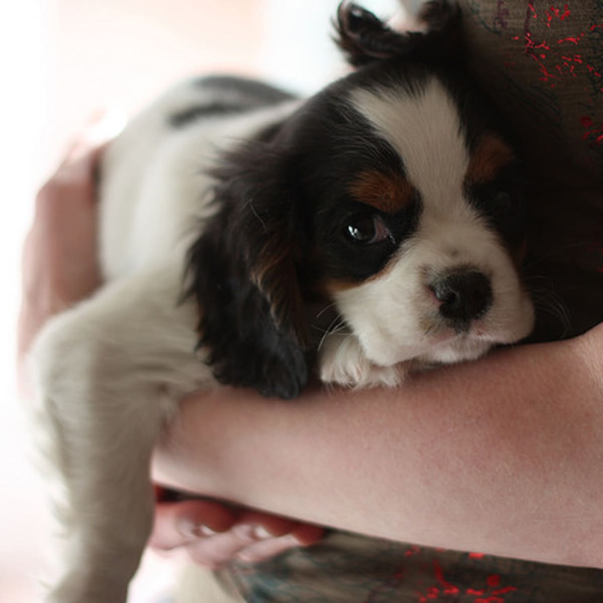 5 Affectionate Dog Breeds That You Can Cuddle PetHelpful