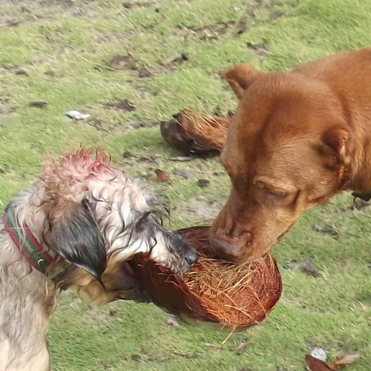 How to Find Inexpensive Ingredients to Make a Cheap Homemade Raw Dog Food Diet PetHelpful