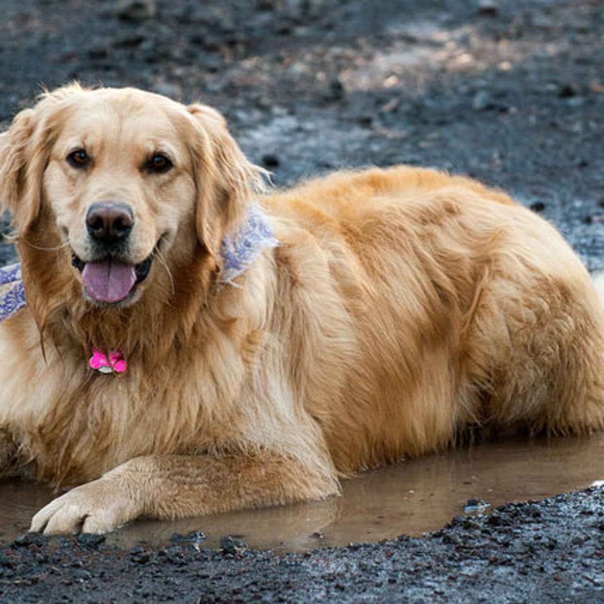Hot Spots but No Vet Treat Your Dog at Home PetHelpful