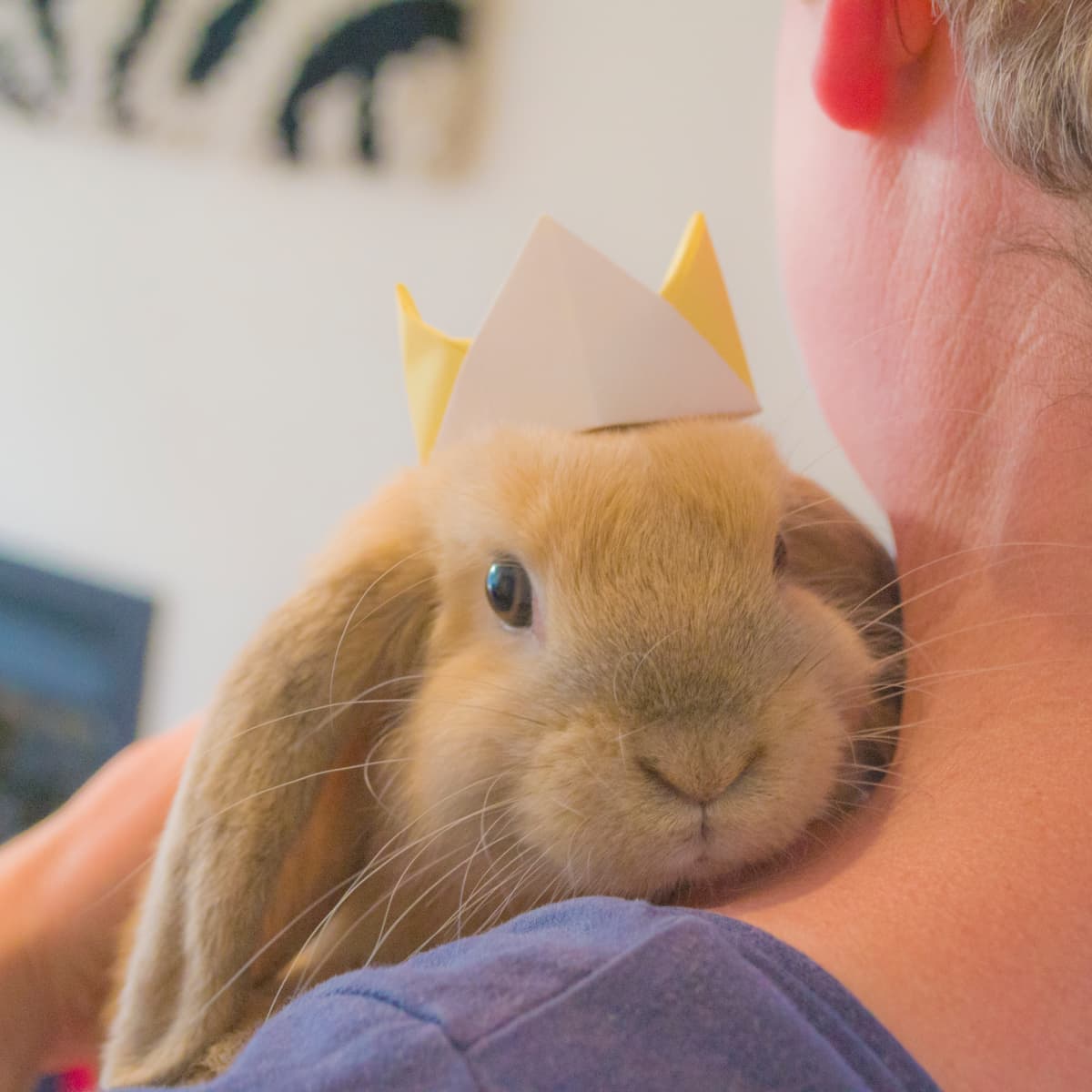 Bunny Breed and Size Guide Mini Lop Holland Lop Rabbits PetHelpful