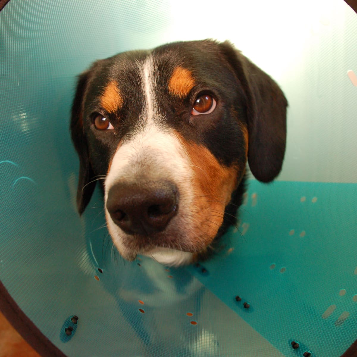 Inflatable cone of shame outlet
