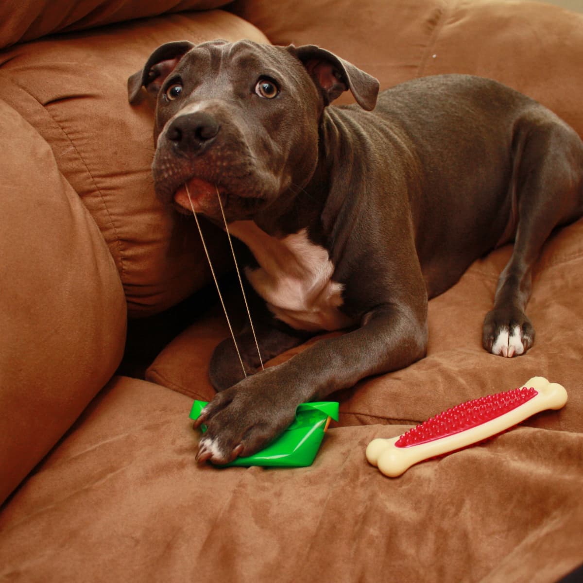 Potty training a stubborn dog outlet