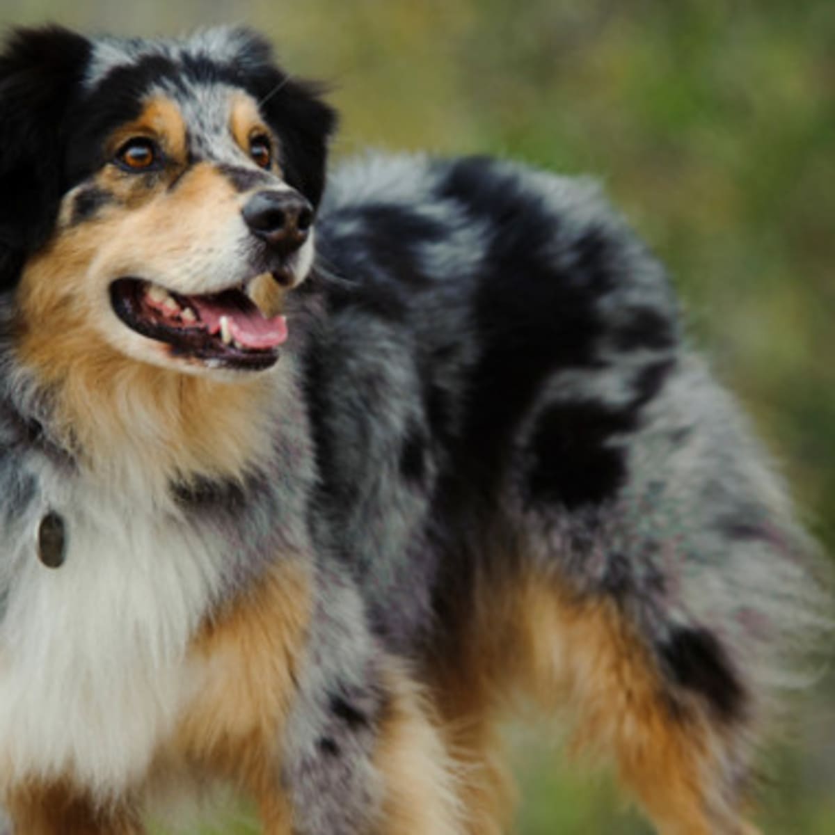 17 Interesting Facts About Australian Shepherds PetHelpful