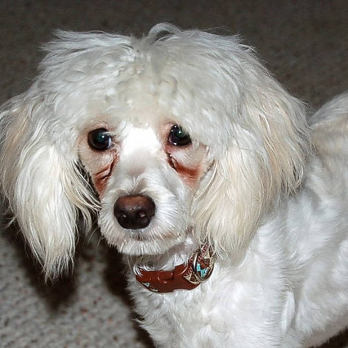 How to Naturally Remove Tear Stains From Your Dog s Fur PetHelpful