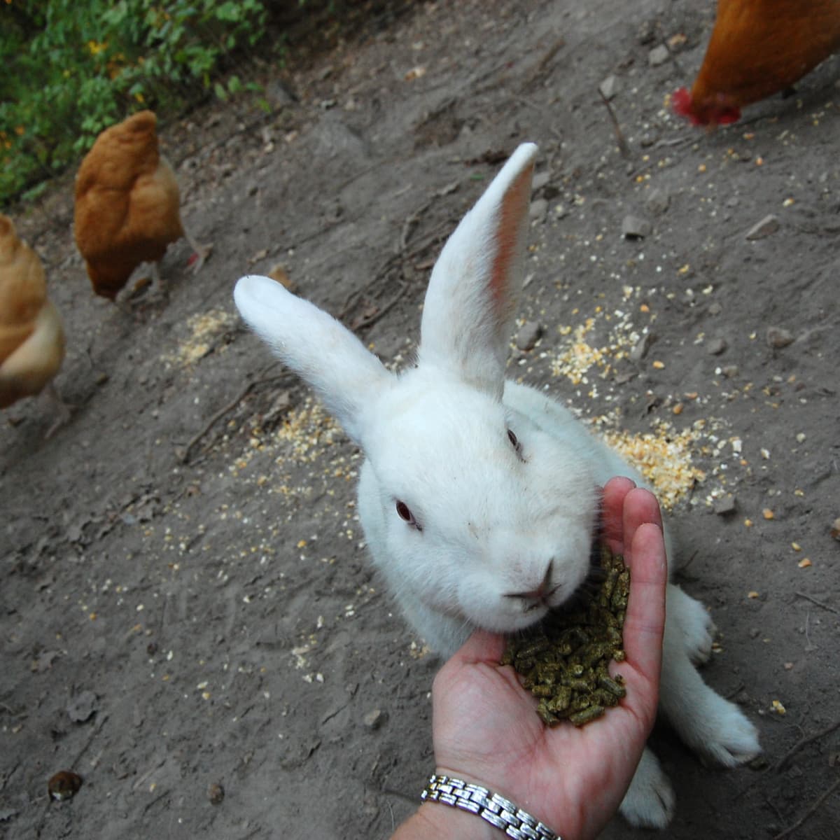 Yesterday's news for rabbits best sale