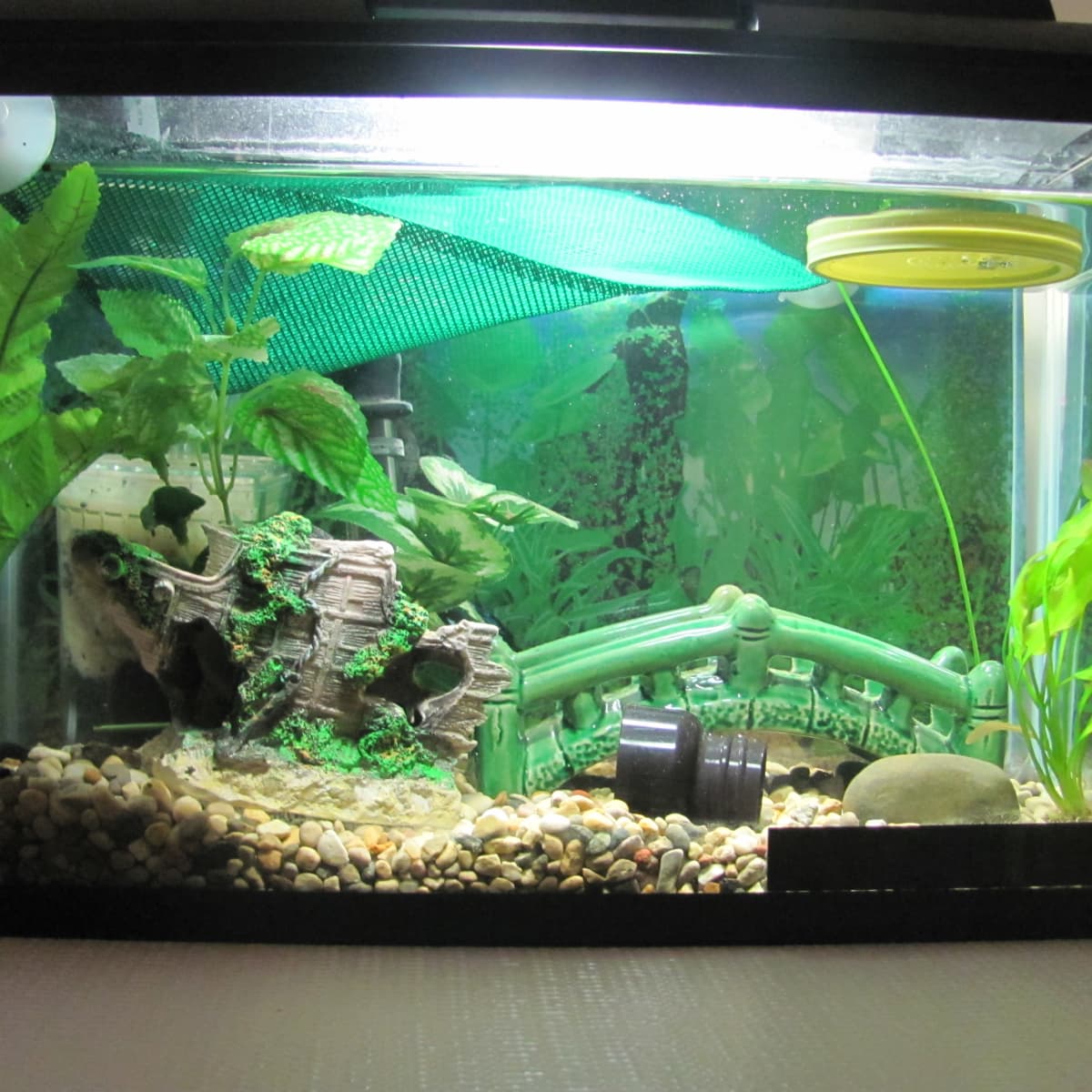 Cheap Alternatives for an Aquarium Setup PetHelpful