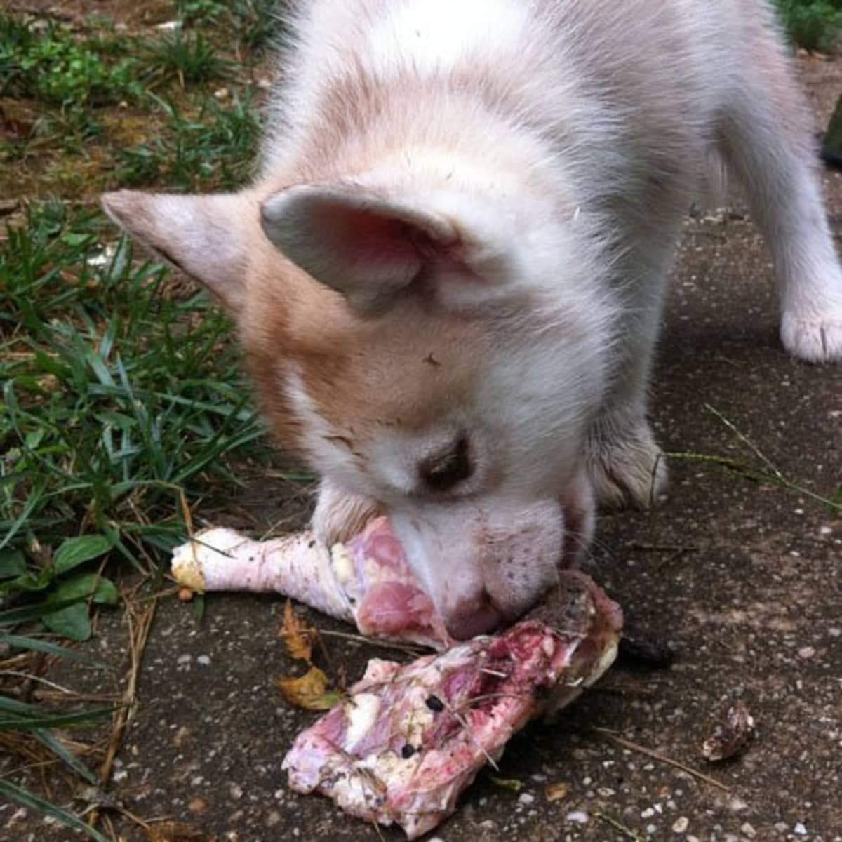 What makes dogs coats shiny new arrivals