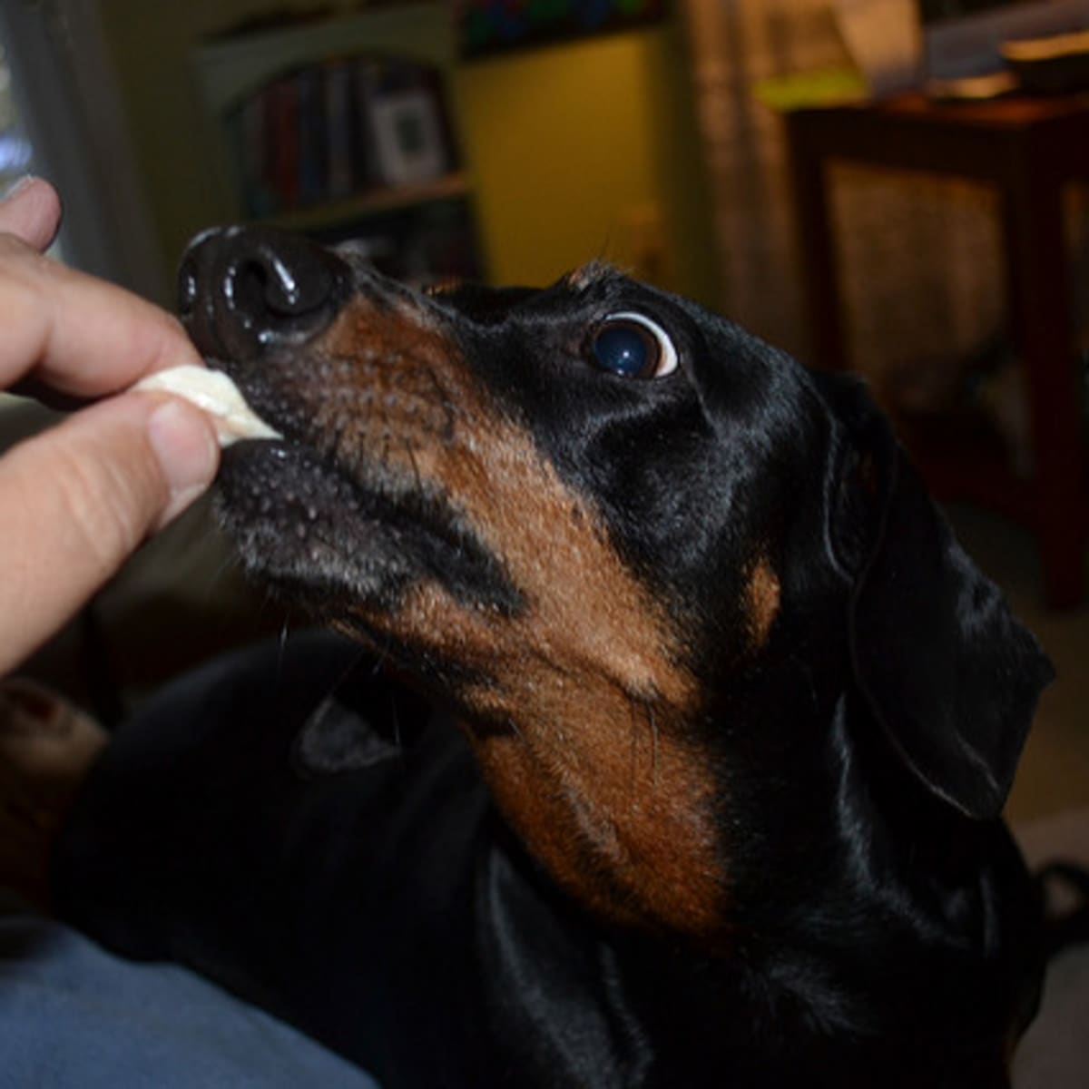 My dog swallowed chicken bones sale