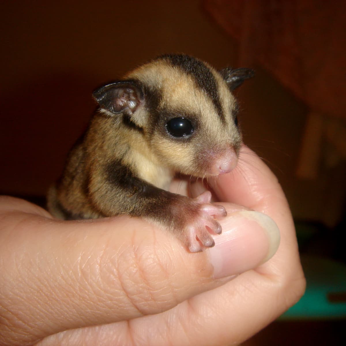 Sugar bear glider outlet