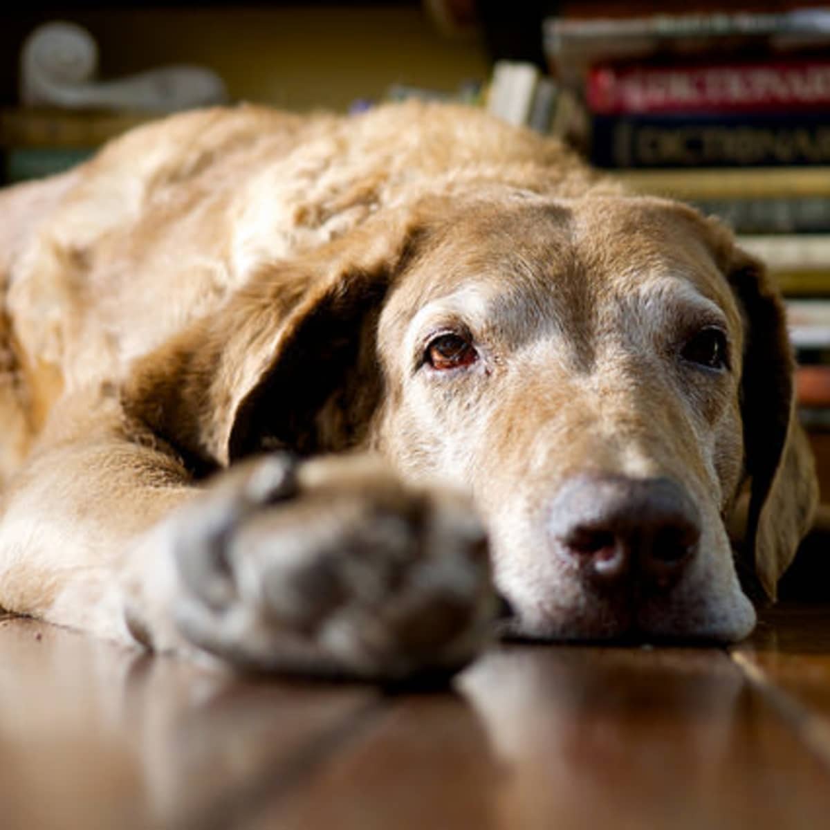 Training your puppy to sleep through the night on sale