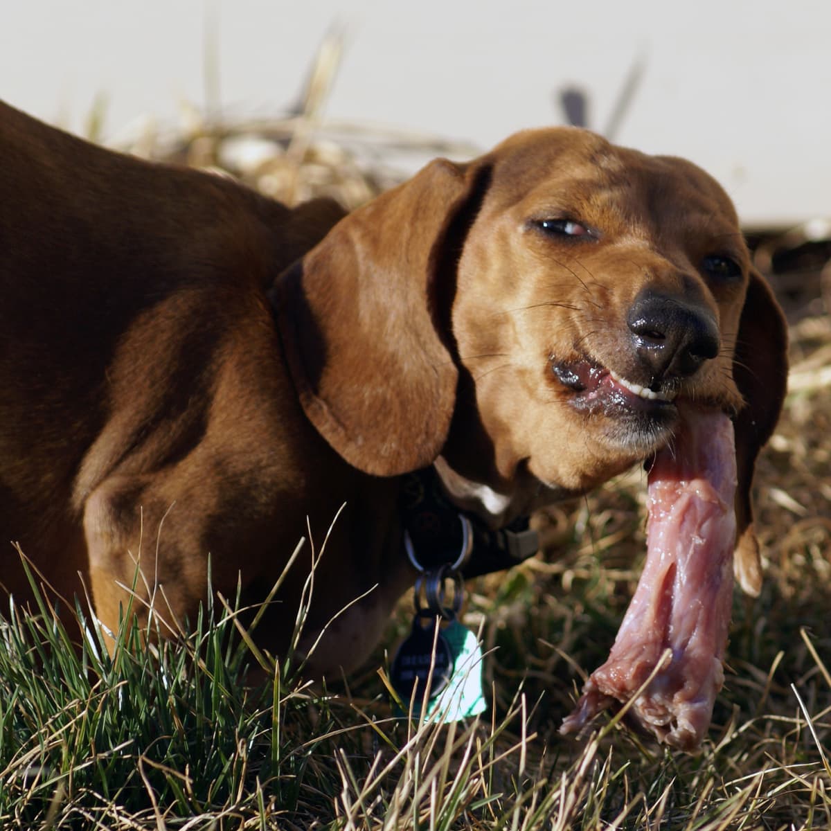 What can i put in my dogs food to help with dry skin store