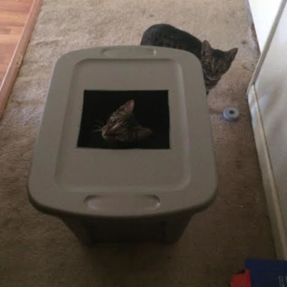 Top cat box on sale