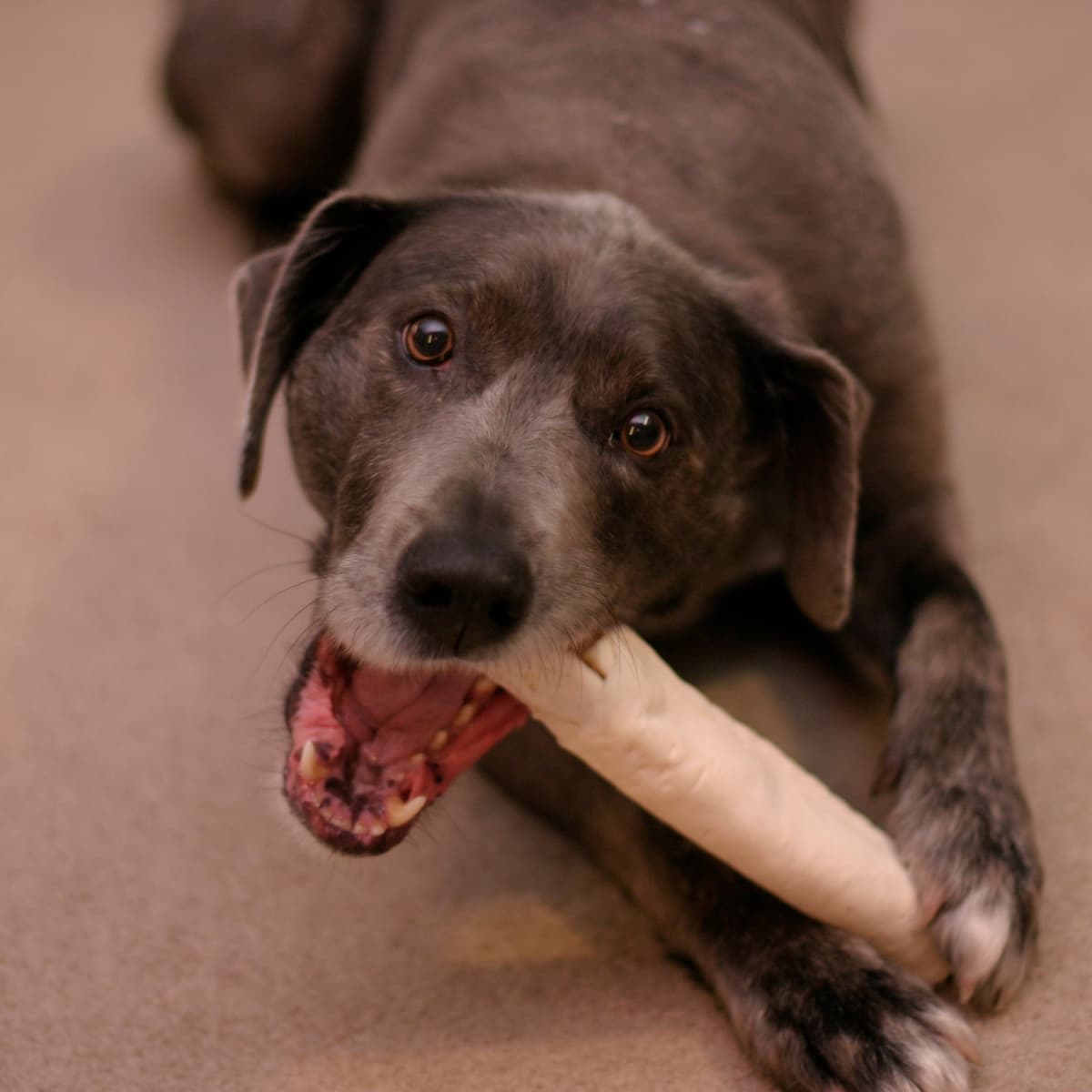 Is Rawhide Dangerous for Dogs PetHelpful