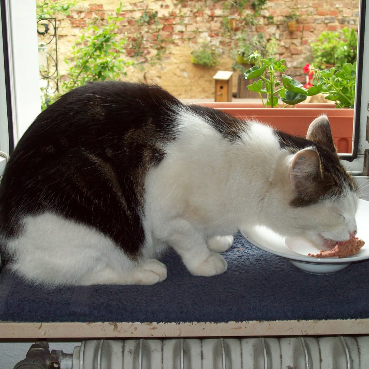 Is it ok to feed cats tuna online