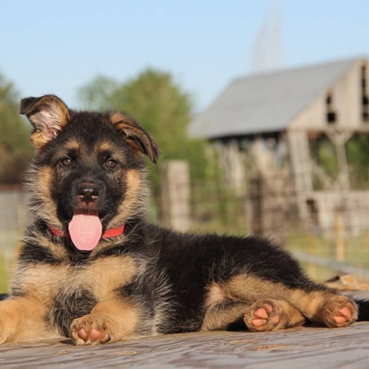 10 month old puppy chewing new arrivals
