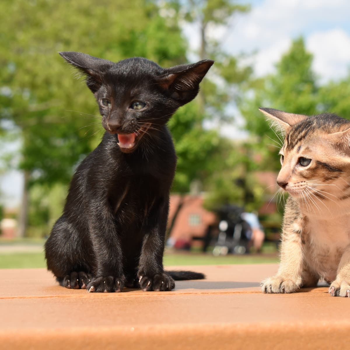 Hypoallergenic feline clearance
