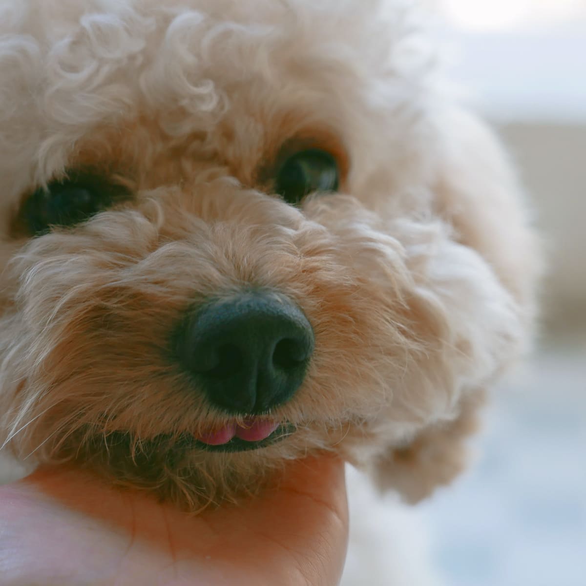 How to Bathe a Poodle Mix PetHelpful