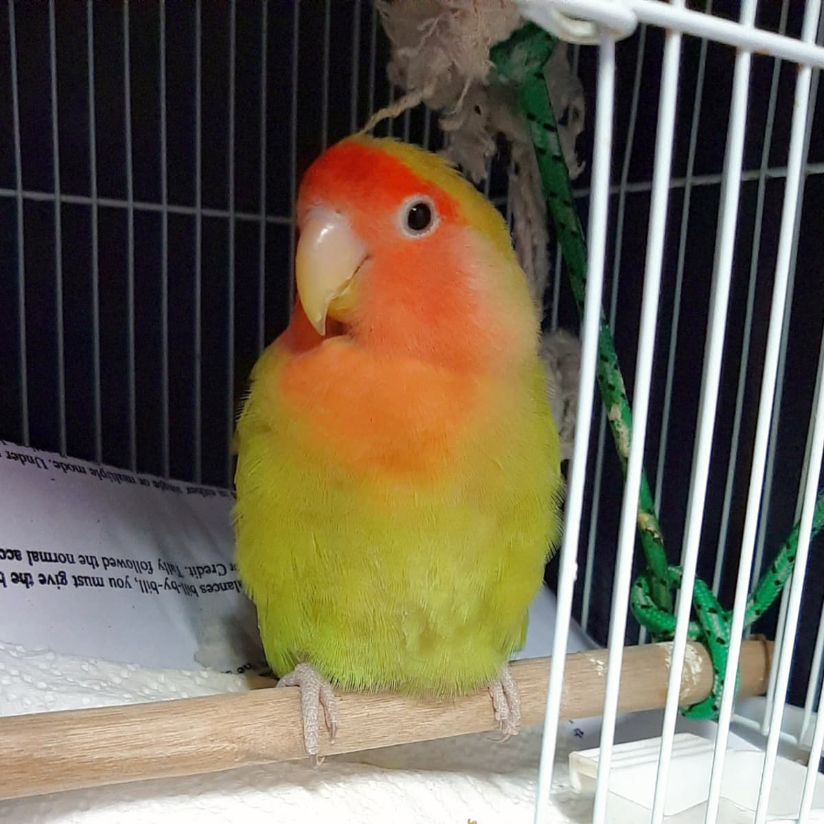 Love birds pets at home online
