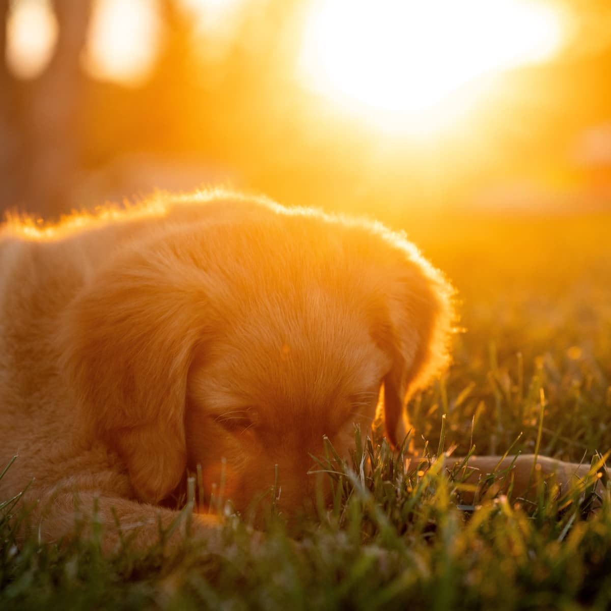 Alternative Seizure Medications for Dogs and Side Effect Info PetHelpful
