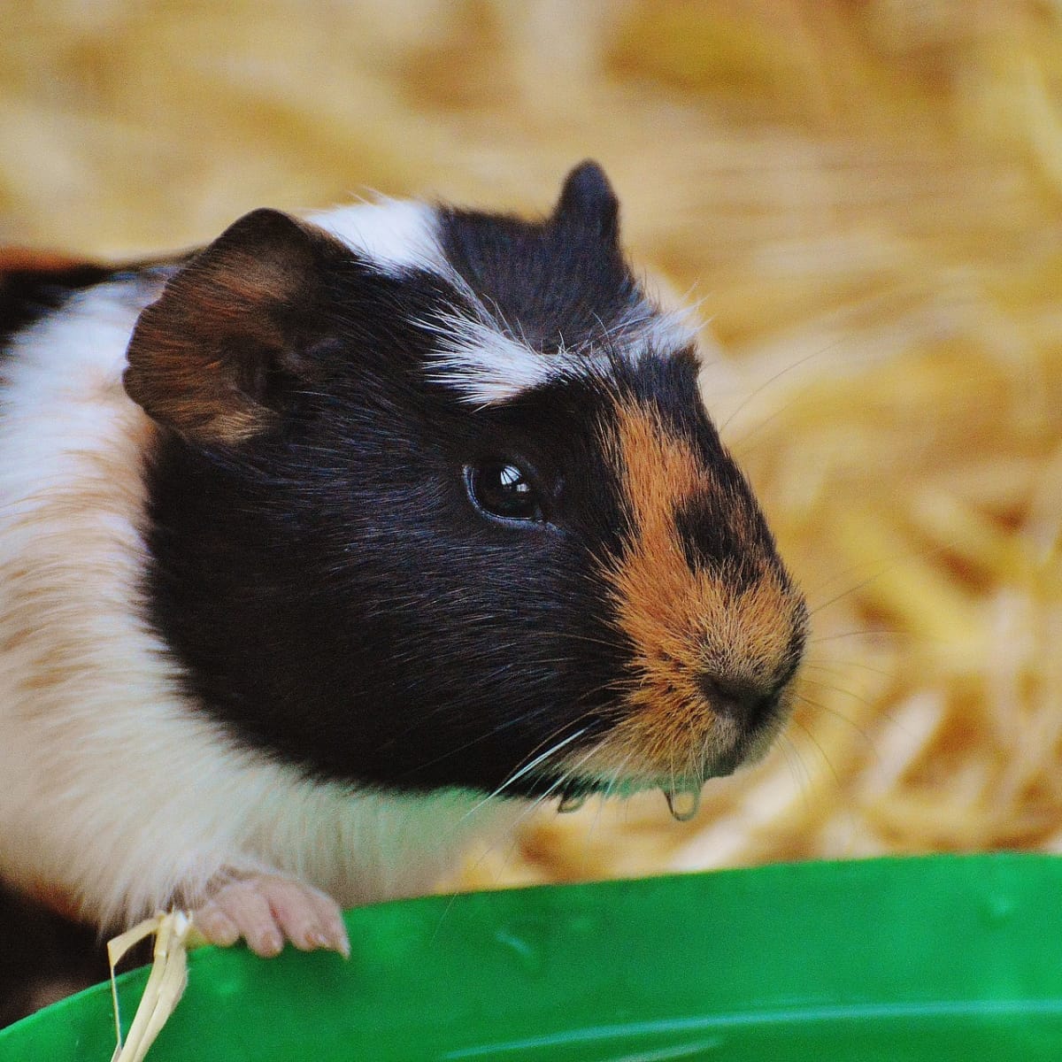 What is bad for guinea pigs on sale