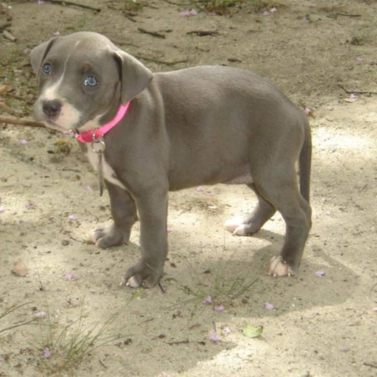 Tips for Choosing a Pit Bull Puppy PetHelpful