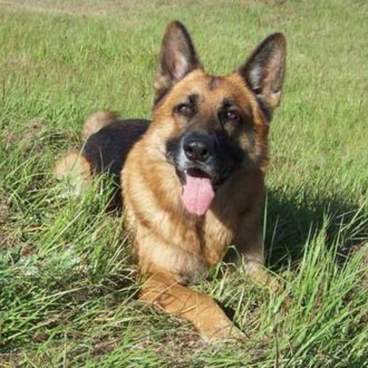 Everything You Need to Know About German Shepherd Puppies Buying Raising Training and Naming PetHelpful
