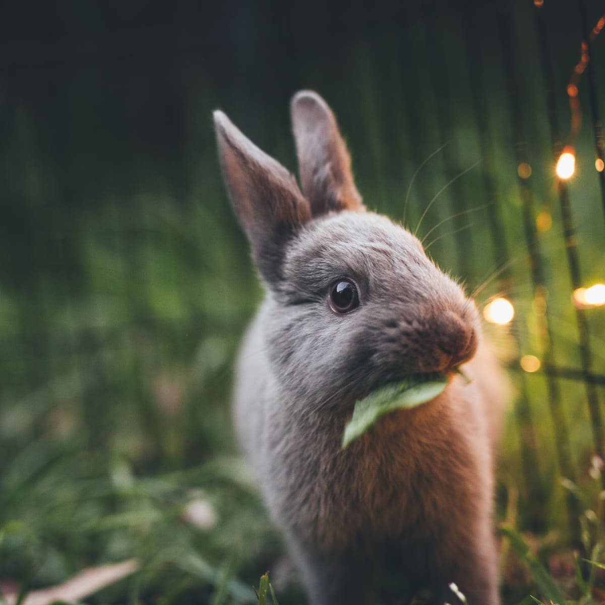 How Big Should My Bunny s Cage Be PetHelpful