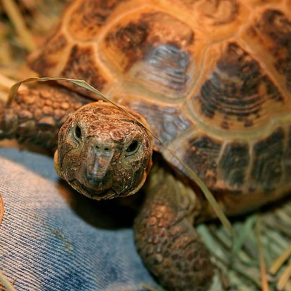 Russian tortoise supplies sales