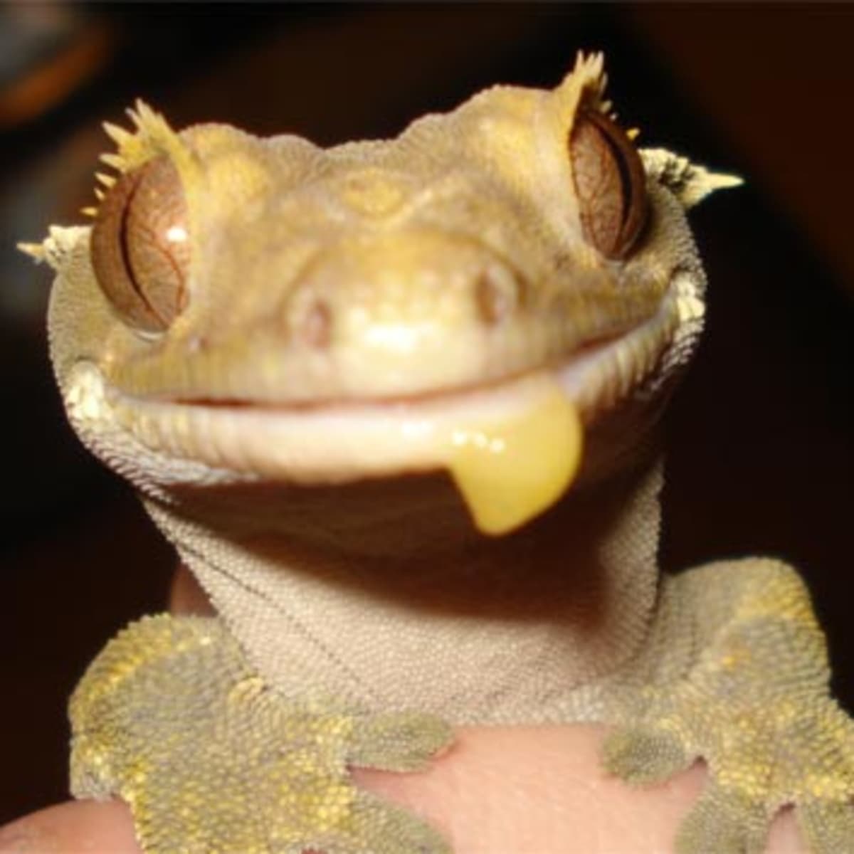 Crested gecko baby food hot sale