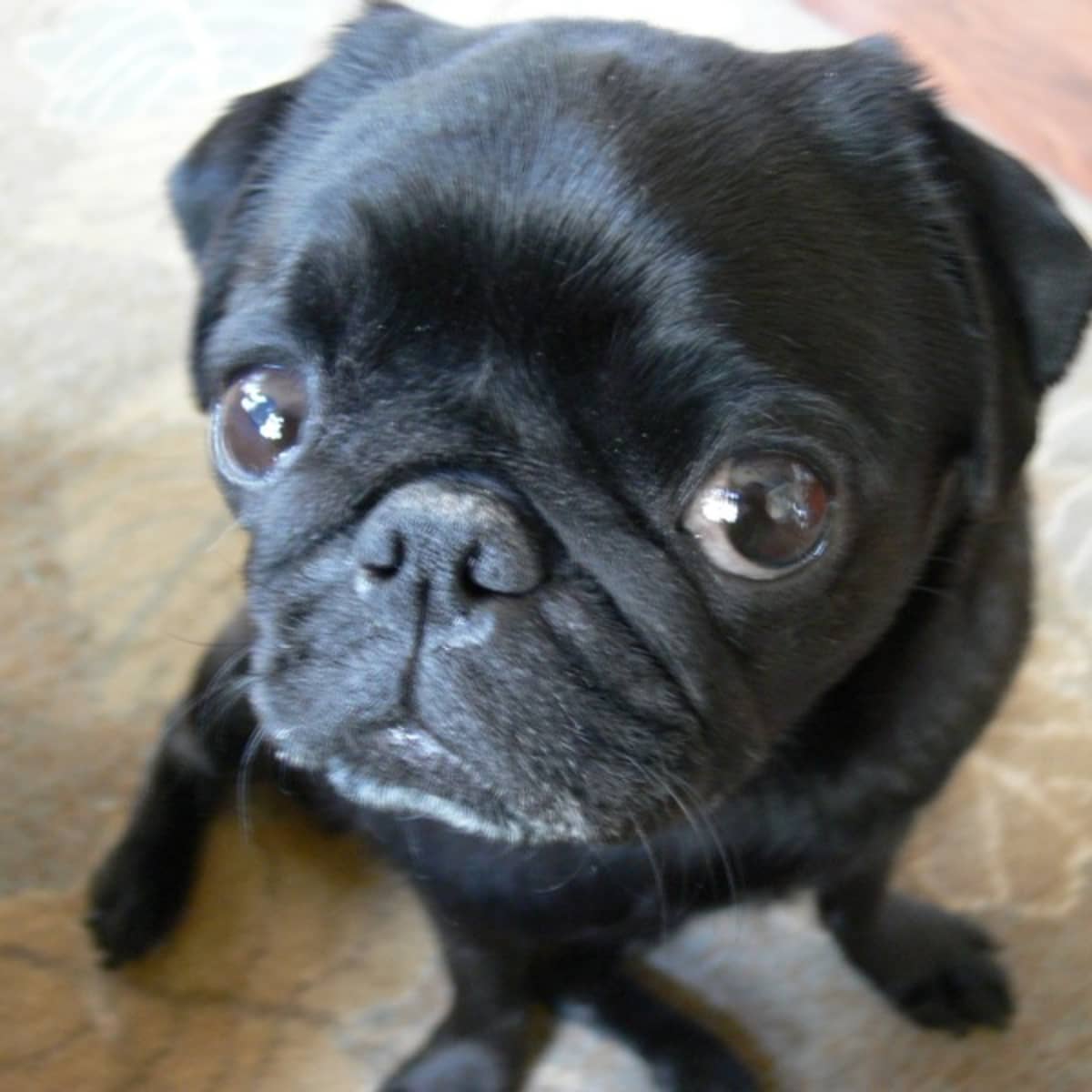 The Suffering Inbred Pug PetHelpful