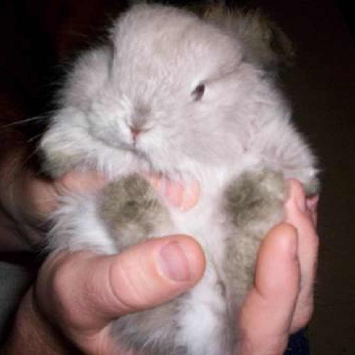 Bunny Breed Guide Jersey Woolly Rabbits PetHelpful