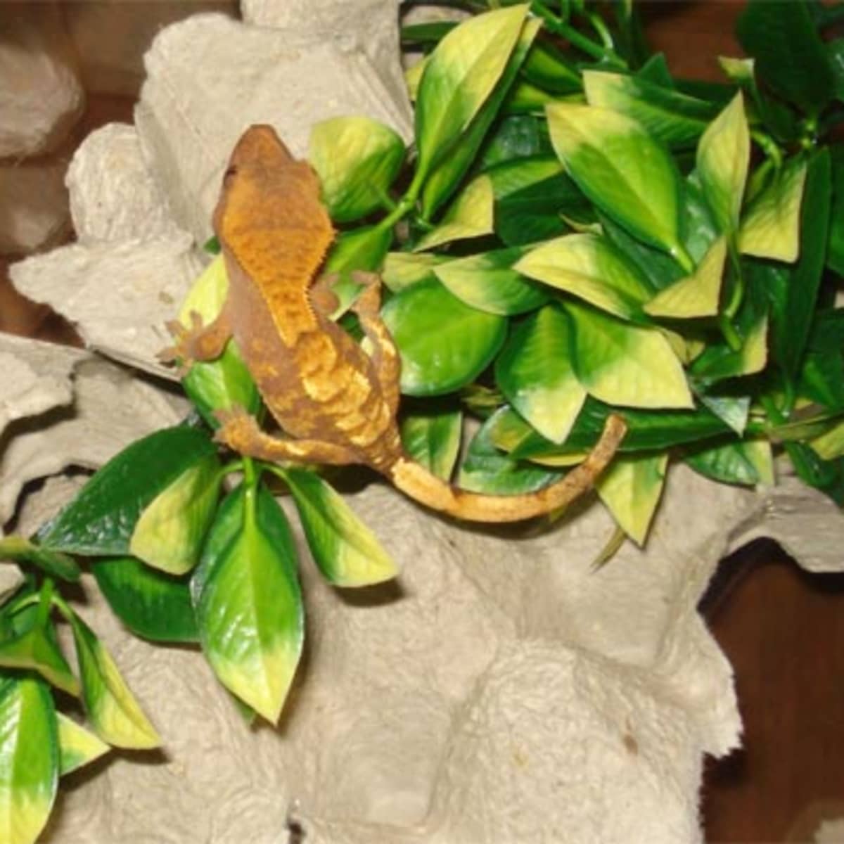 Setting up a crested gecko vivarium with live plants cheap