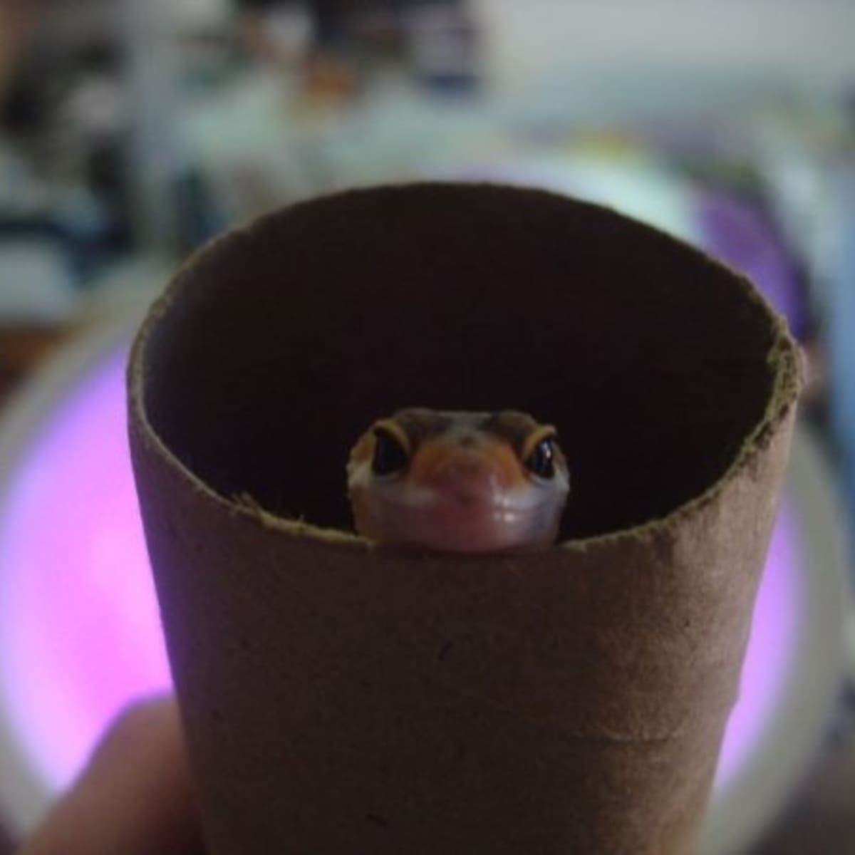 Petco gecko starter kit store