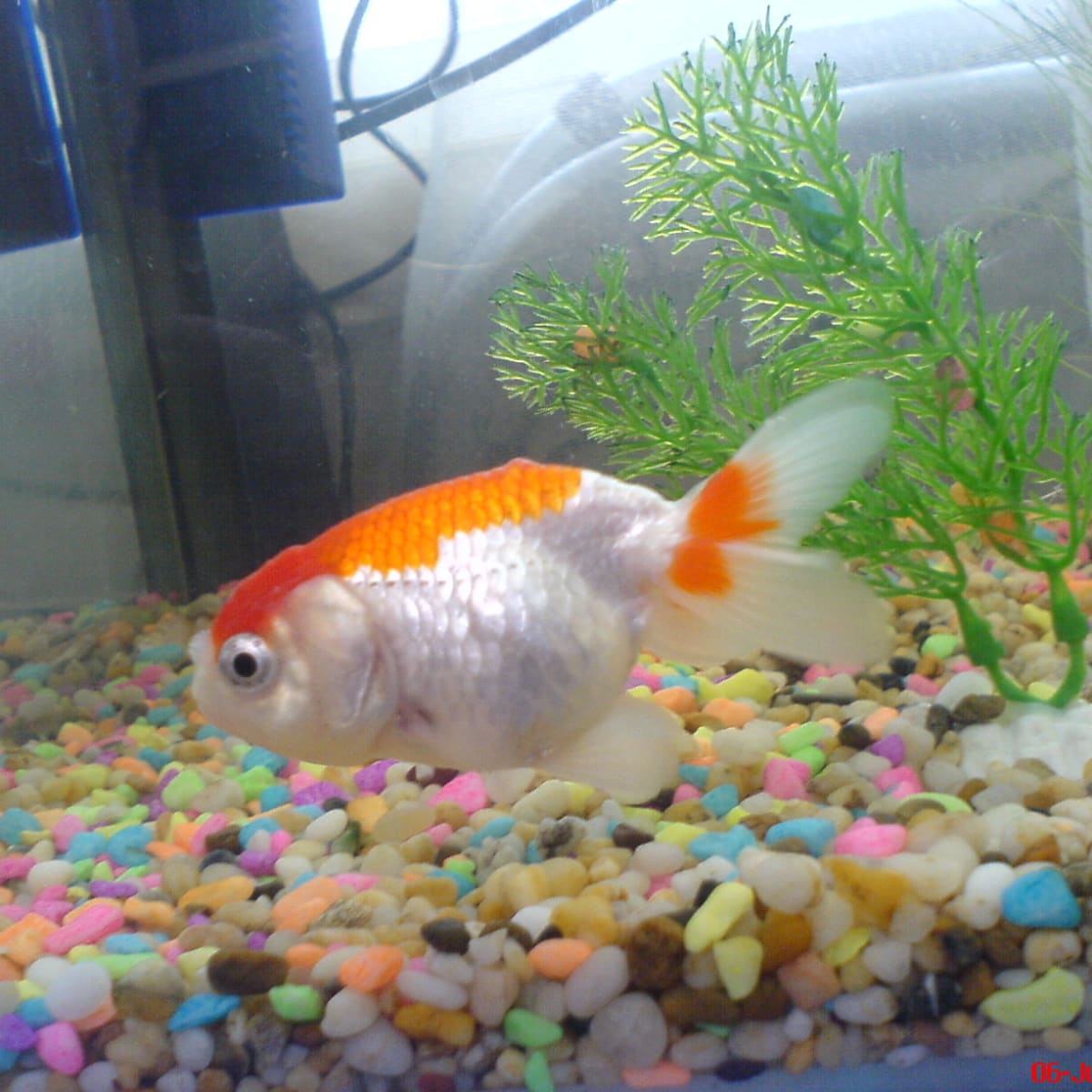 Ranchu goldfish care outlet