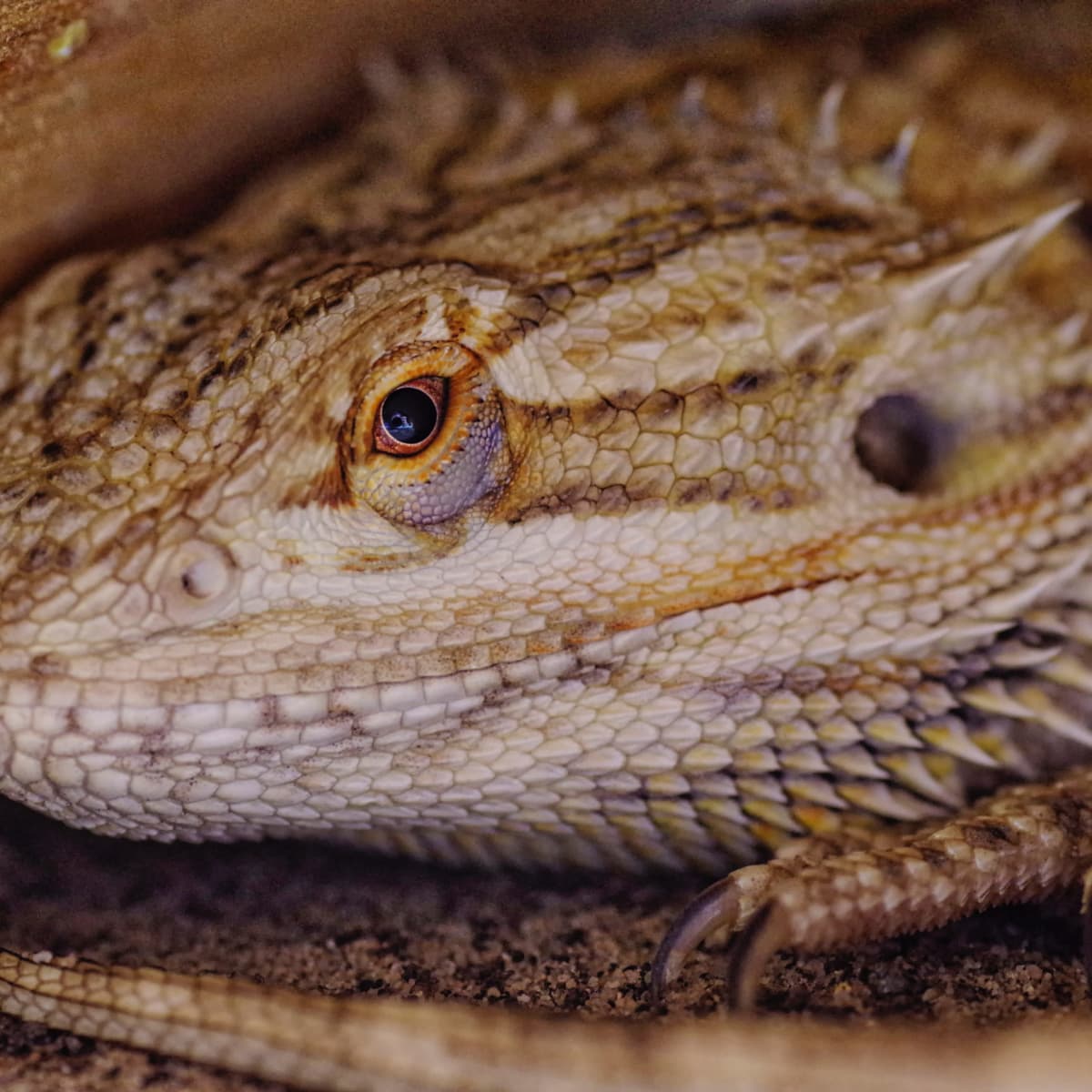 Ceramic heat bulb for bearded dragon shop