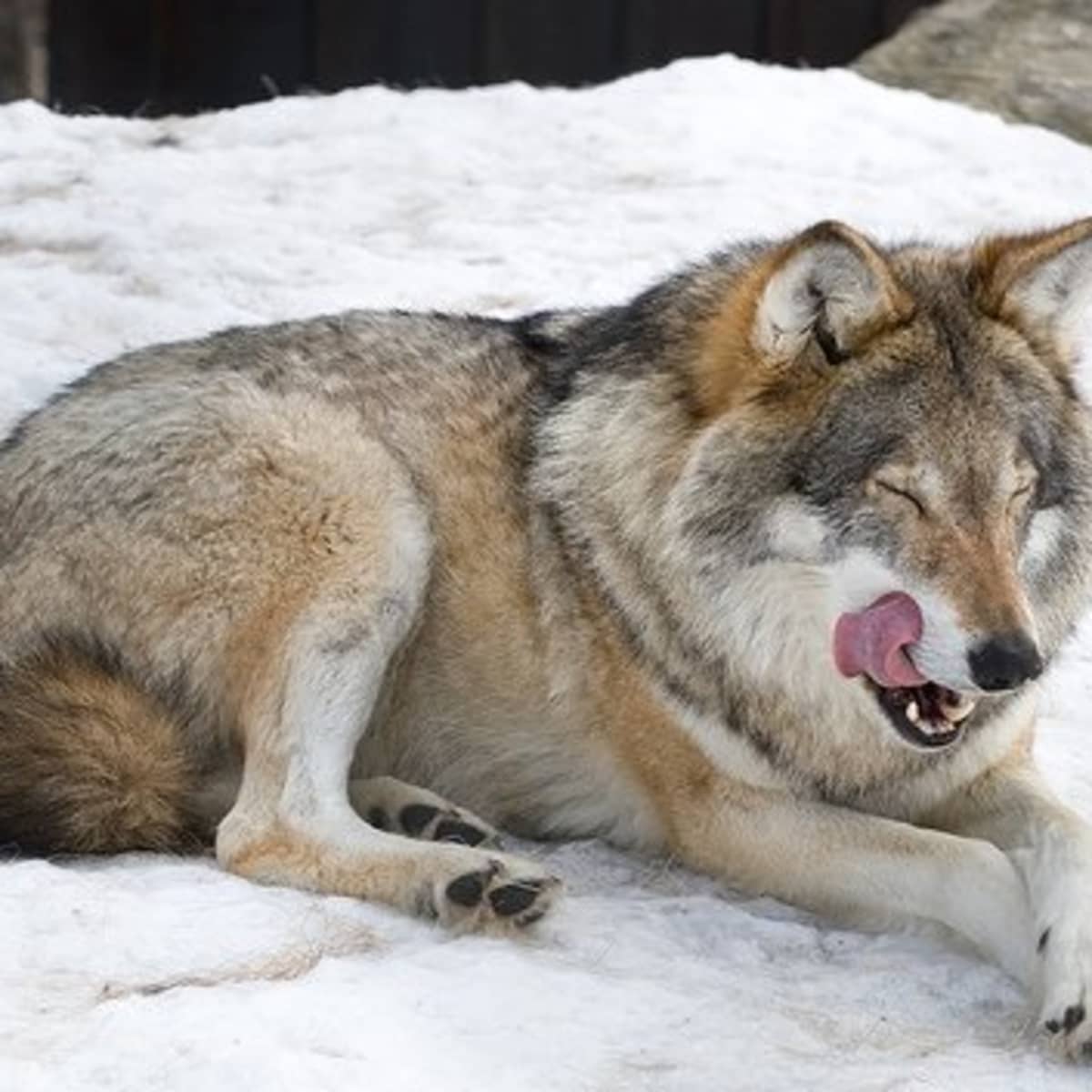 Do Wolf Dog Hybrids Make Good Pets PetHelpful