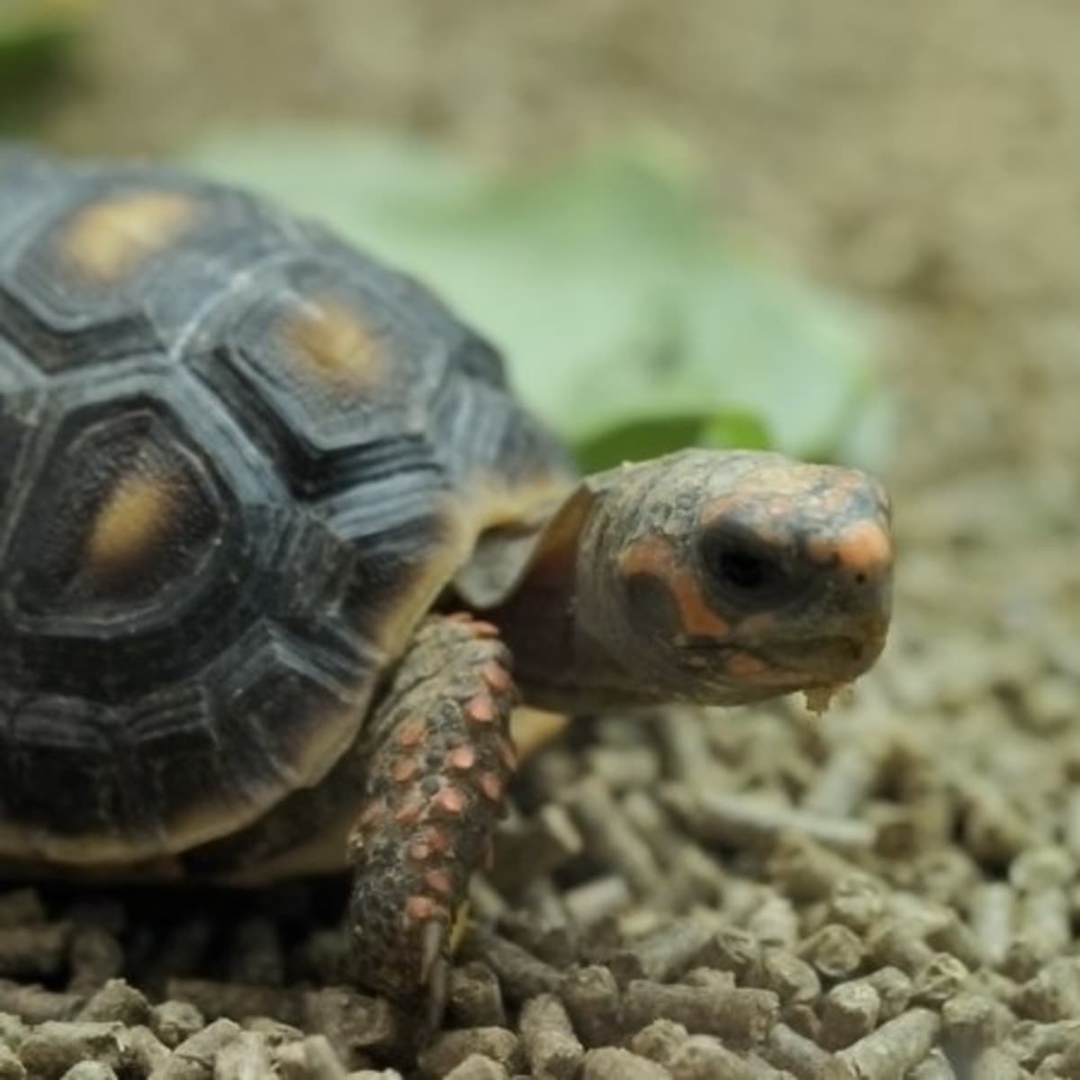 Tortoise eye drops outlet