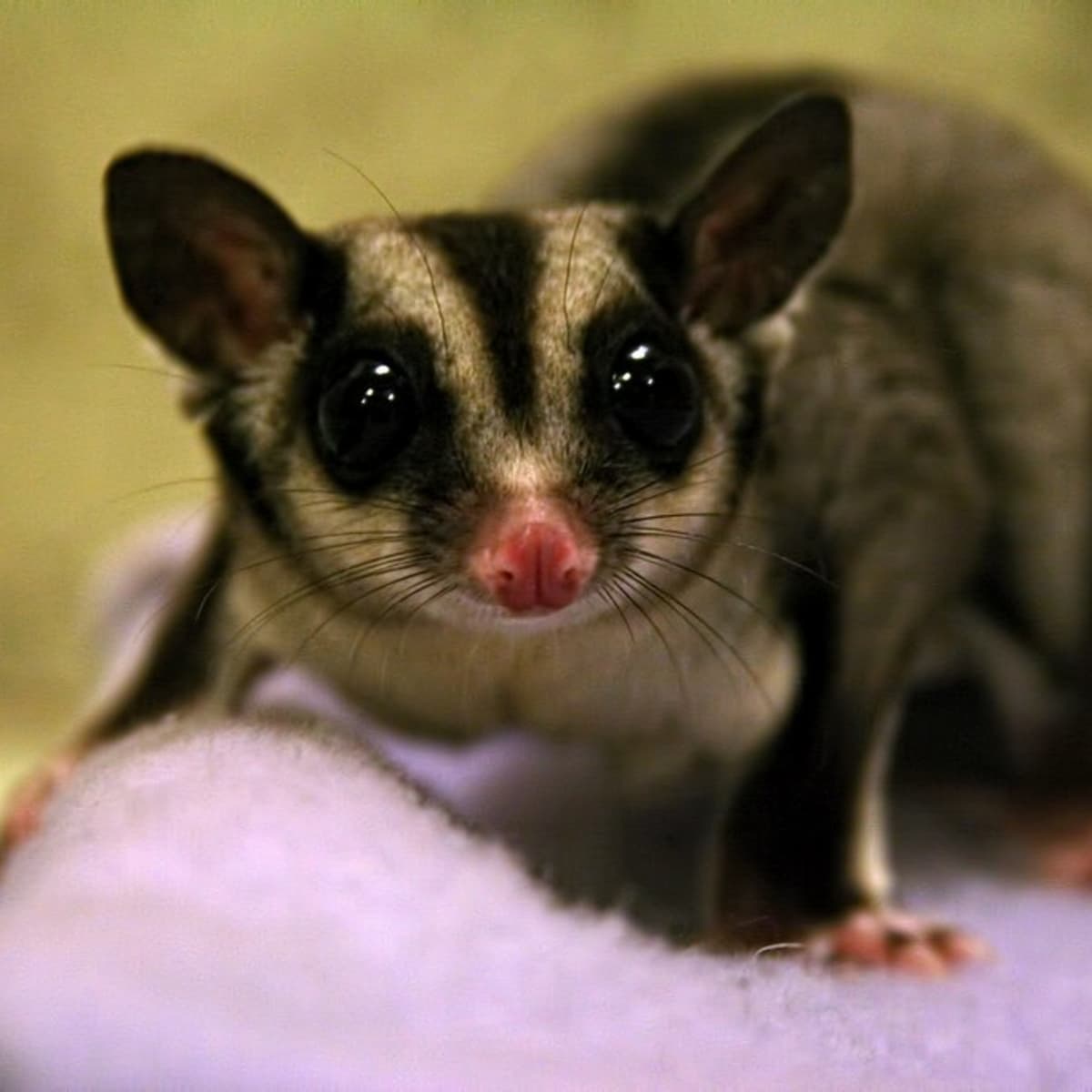 Sugar Glider Facts and Information A Fun and Unusual Pet PetHelpful